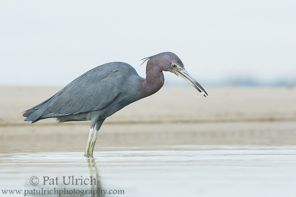 Little blue heron catches a fish