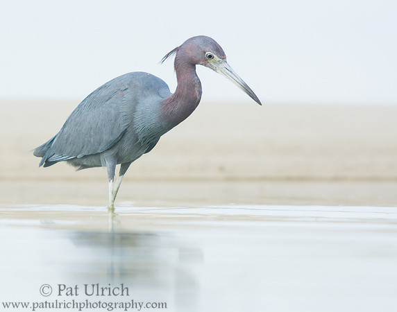 Little blue in a tidal pool