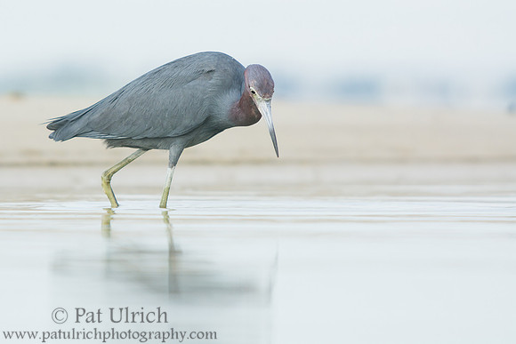 Little blue heron stalking the shallows