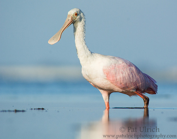 Striding spoonbill
