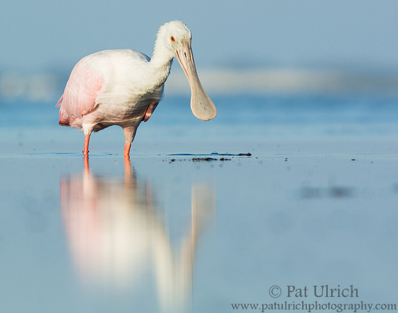 Spoonbill reflected in a tidal pool
