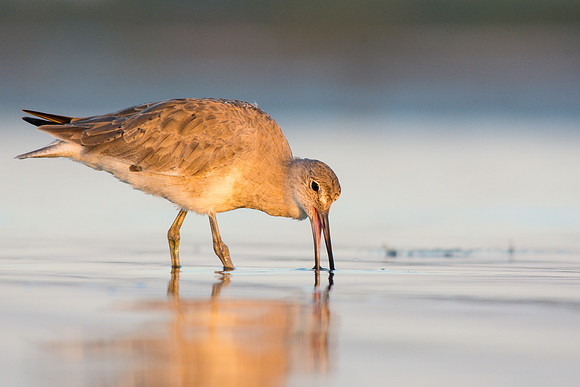 Willet grabbing prey