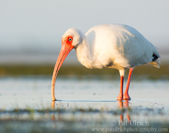 White ibis, knee-deep