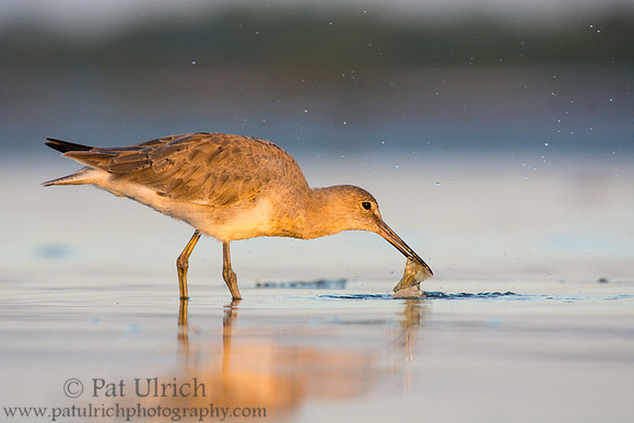 Willet nabs a fish