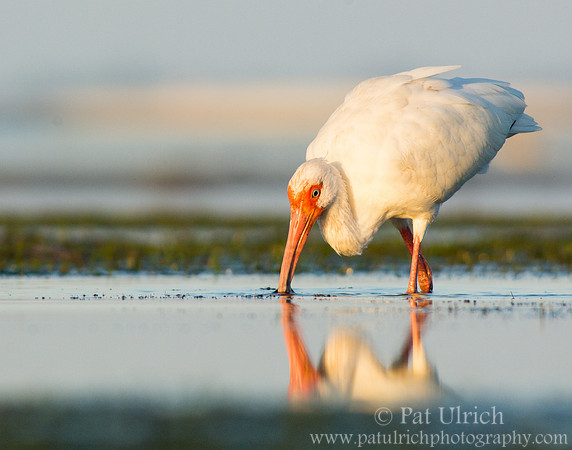 Feeding ibis in morning light