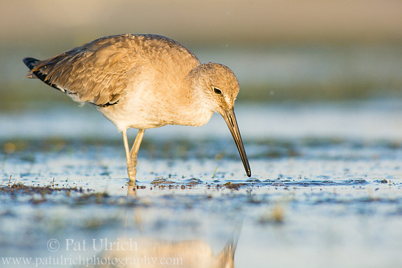 Willet eyes a meal