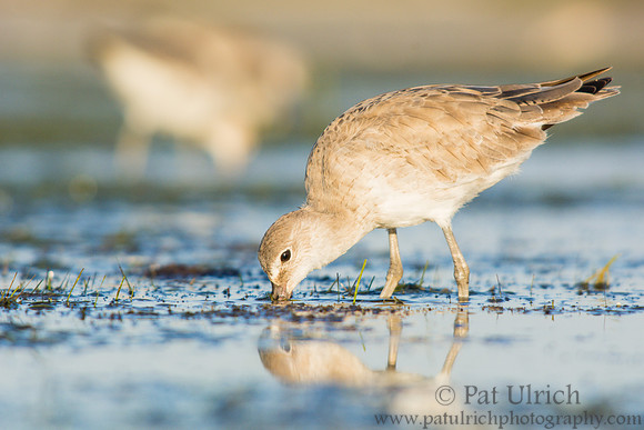 Willet feeding in the shallows at Bunche Beach