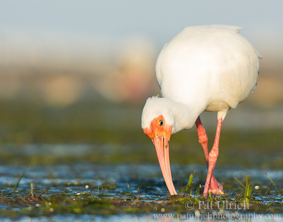White ibis searching for prey