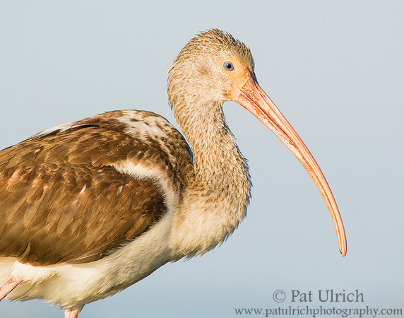 Portrait of a juvenile white ibis