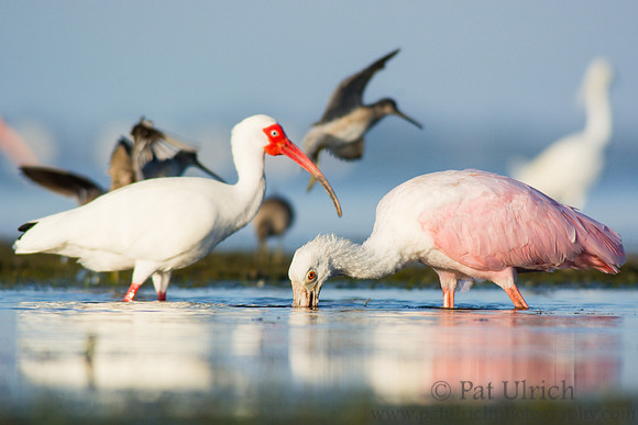Tidal marsh menagerie