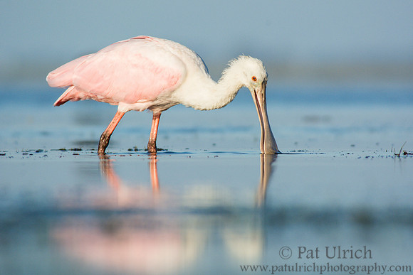 Roseate spoonbill feeding