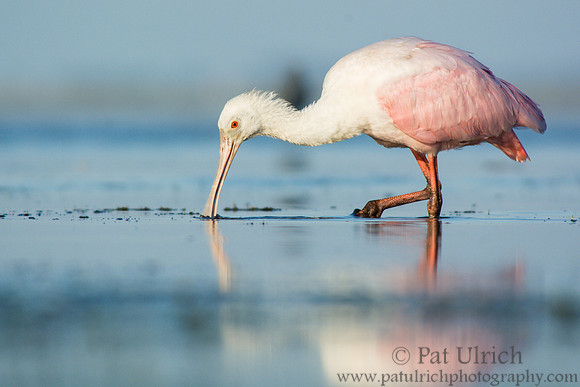 Feeding spoonbill in profile