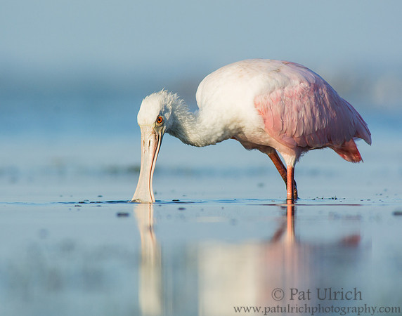 Roseate spoonbill feeding in the shallows