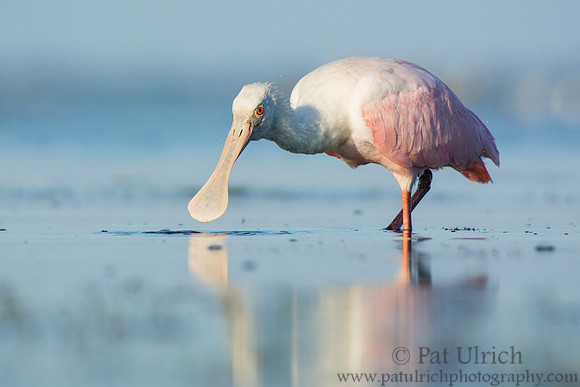 Roseate spoonbill