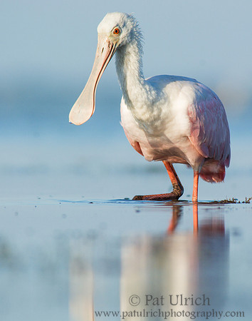 Verical composition of a young roseate spoonbill
