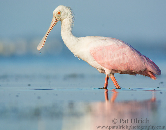 Roseate spoonbill profile