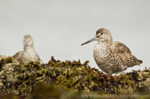 Willet on Half Moon Bay
