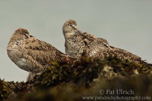 Willets on the rocks