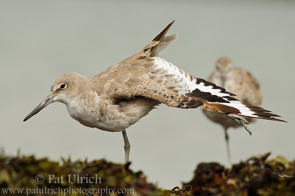 Willet yoga