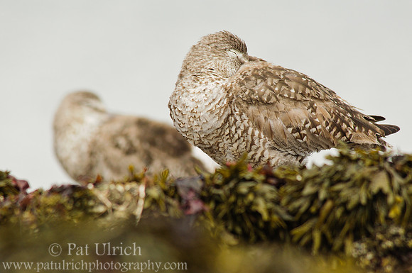 Willet napping at low tide