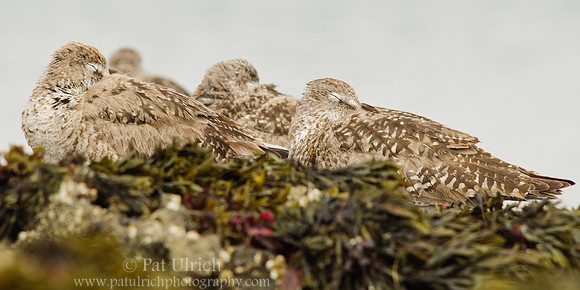 Flock of sleeping willets