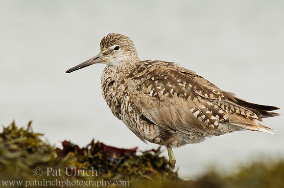 Willet at Pillar Point Harbor