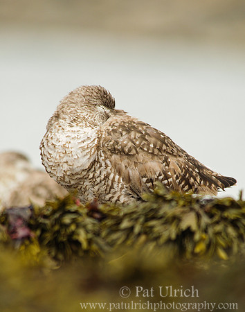 Sleeping willet