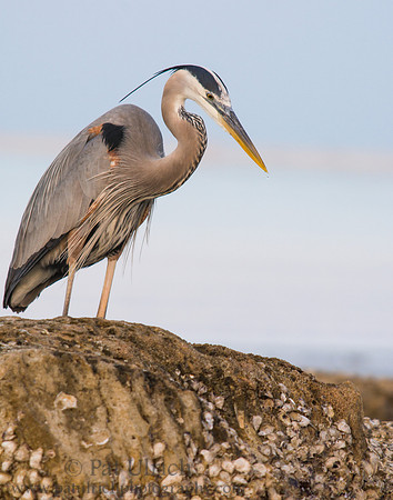Heron on a rock