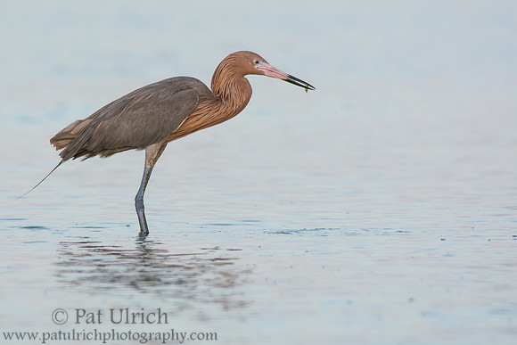 Reddish egret with small fish