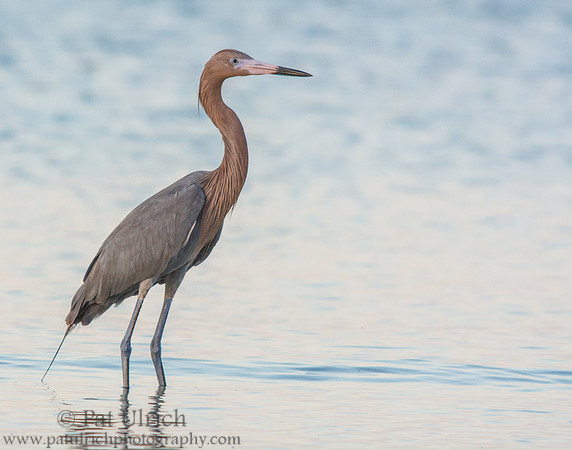 Reddish egret in the shallows