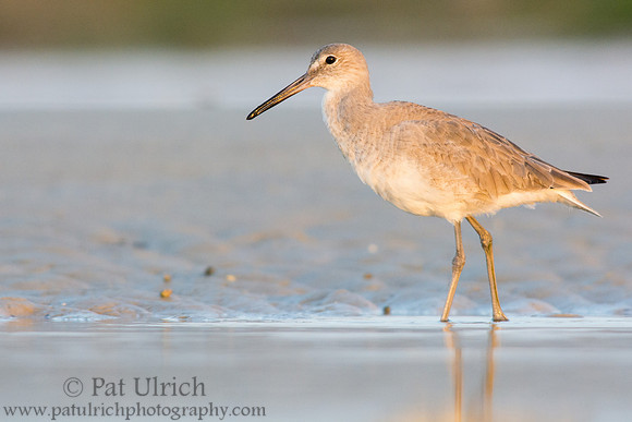 Willet in profile at Bunche Beach