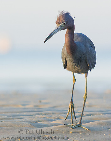 Little blue heron on Bunche Beach