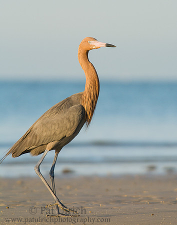 Reddish egret portrait
