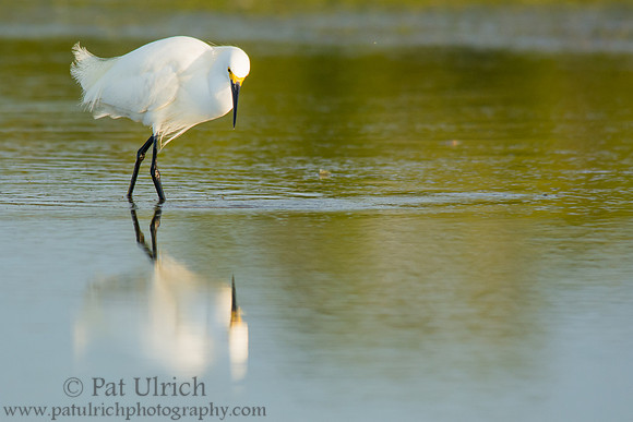 Snowy egret reflection