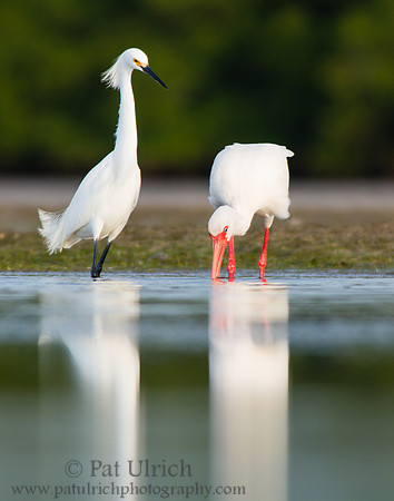 White ibis and snowy egret
