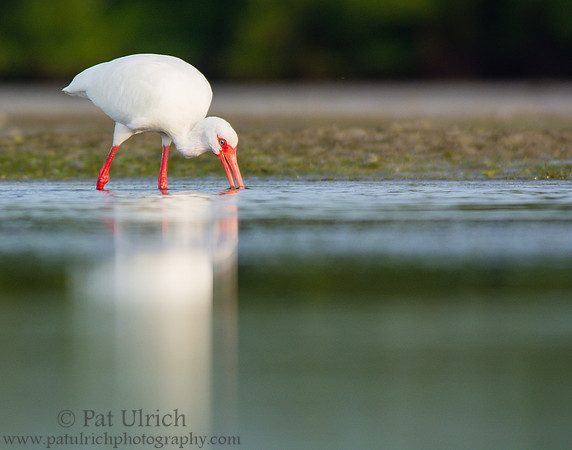 Ibis reflection