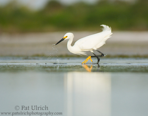 Snowy egret strike