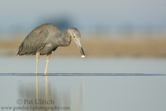 Little blue heron with speared fish