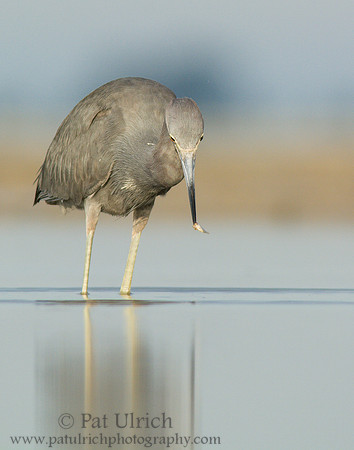 Little blue heron with a fish