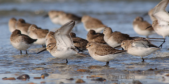 Flock of dunlin in a shallow wave