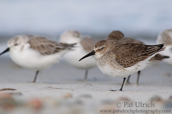 Dunlin resting with sanderlings