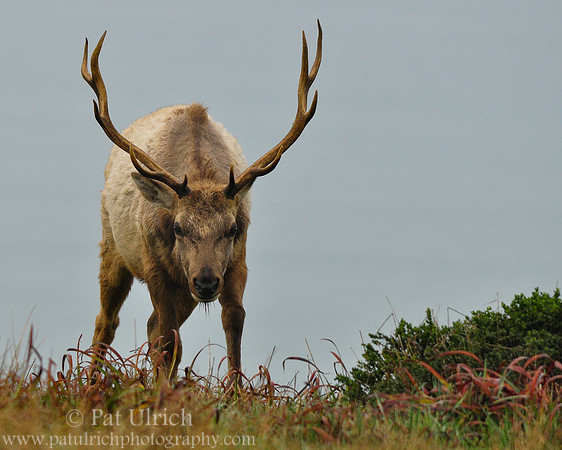 The bull emerges
