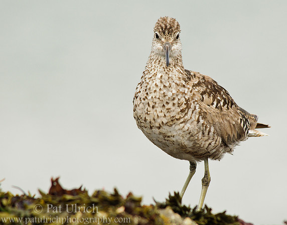 Willet stares me down