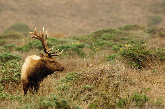Bull elk in the brush