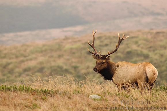 Bull elk