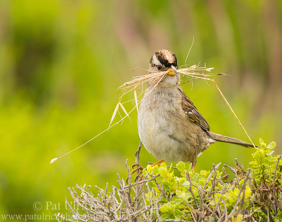 Sparrow with nesting material