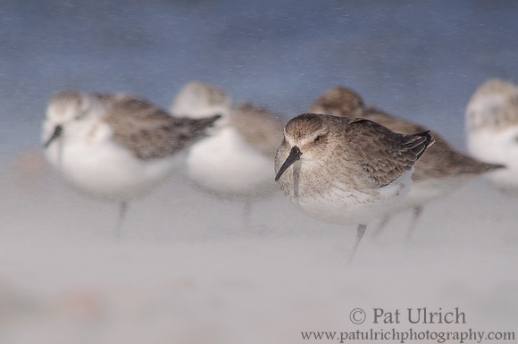 Dunlin bracing against blowing sand