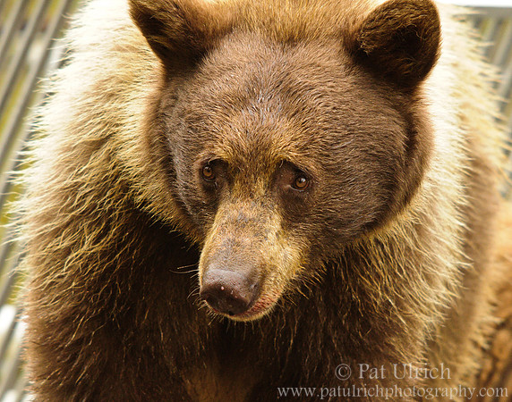 Mother black bear in Taylor Creek