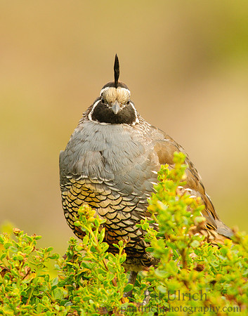 Male quail