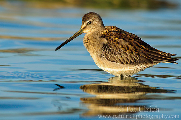 Reflected dowitcher